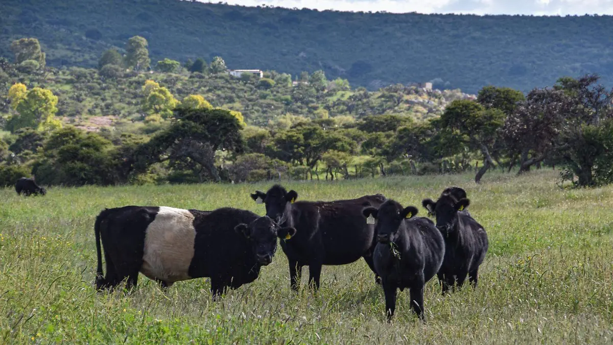 CONVOCATORIA_SEDRAE_APOYO