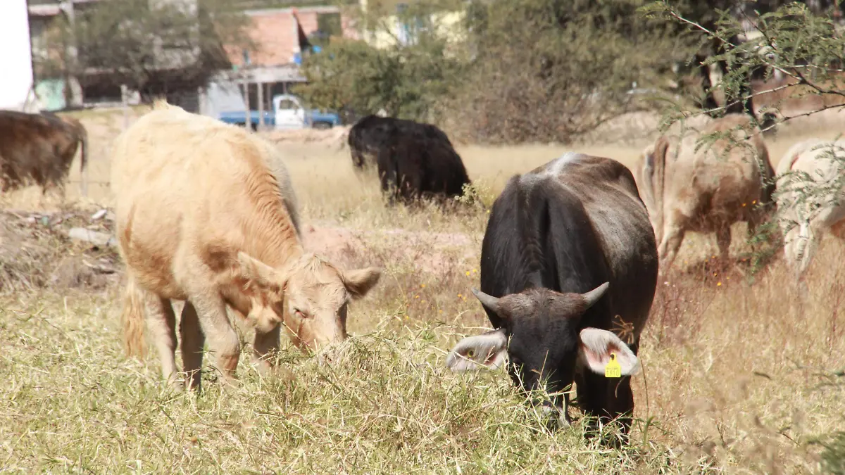 VACAS, GANADO, ARETE, GUÍA (4)