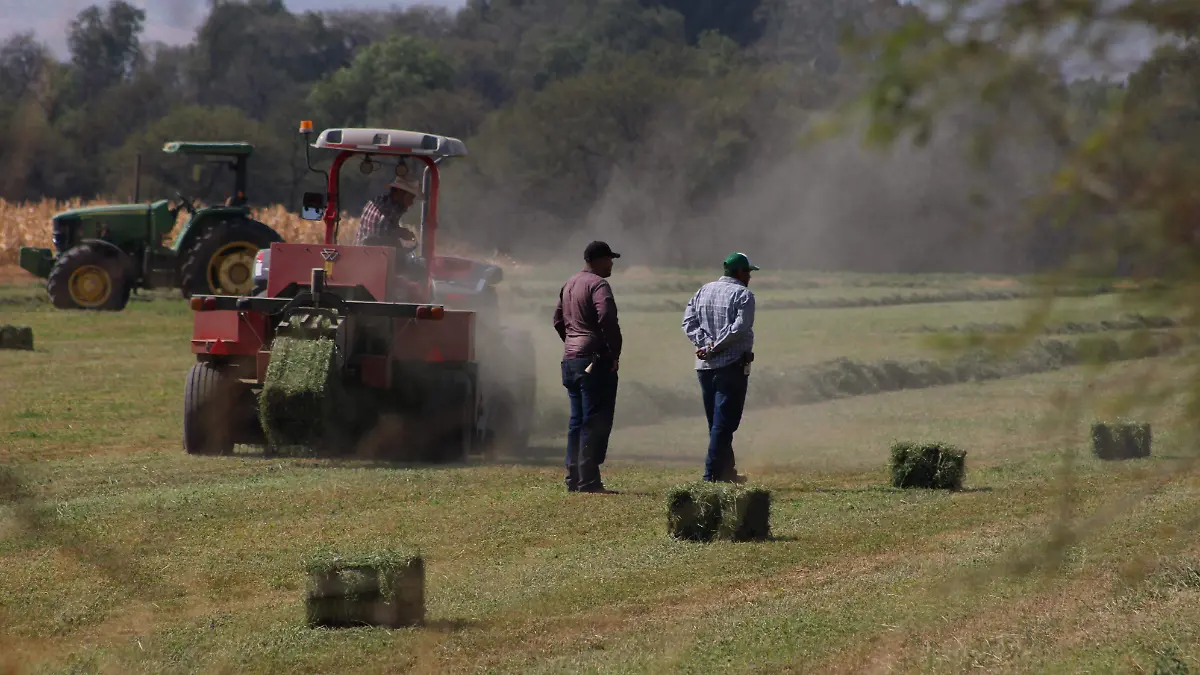 CAMPO, TIERRA, MAÍZ, HORTALIZAS (2)