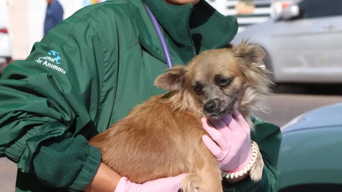 MURAL BIENESTAR ANIMAL CONVIVENCIA (7)
