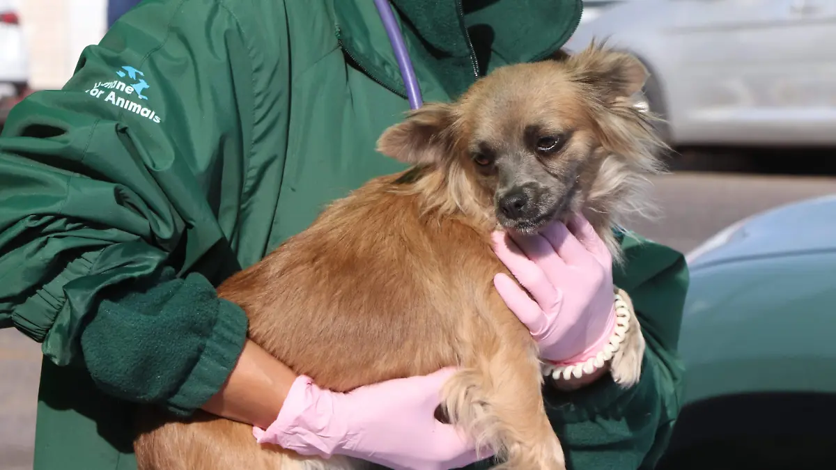 MASCOTAS-SEGUROS-PERRITOS