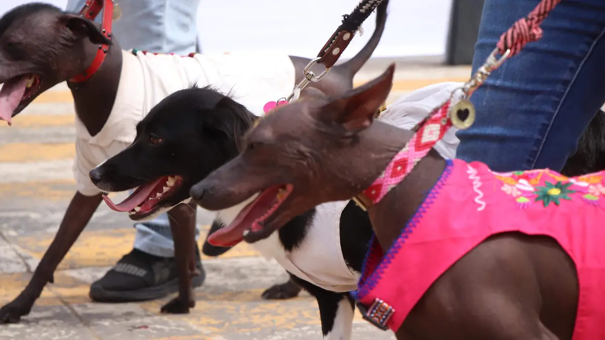 MASCOTAS-SEGUROS-VETEINARIO