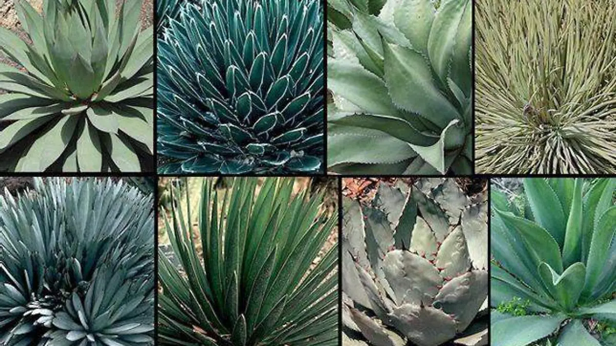 MAGUEY-CULTURA-NATURALEZA 