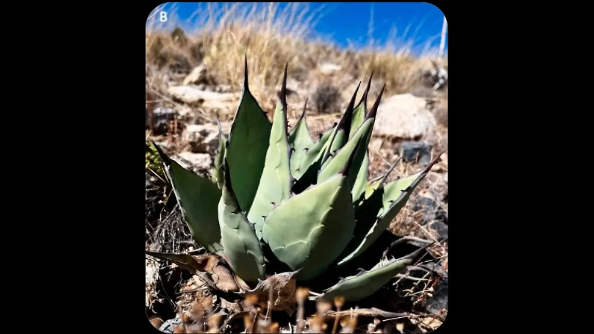 Captura de pantalla 2026-02-10 193246