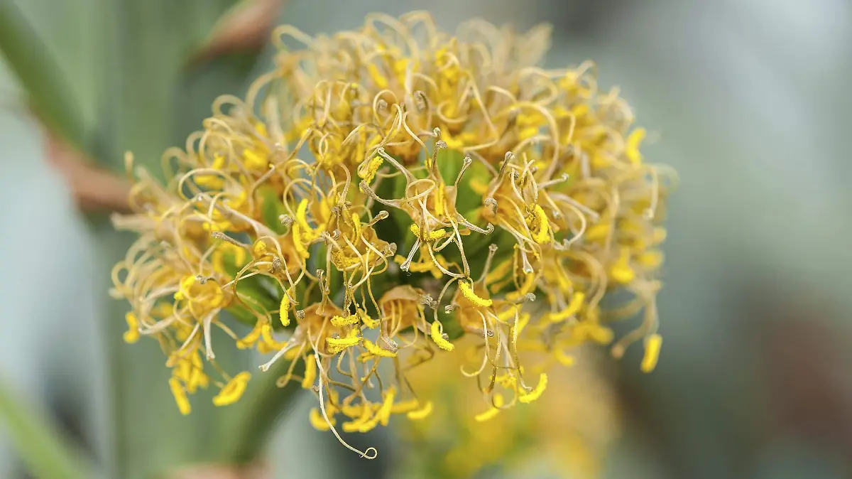 MAGUEY-CULTURA-NATURALEZA 