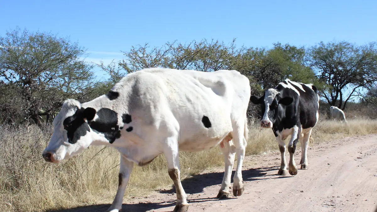 MANIFESTACION_BOVINO_GANADERIA