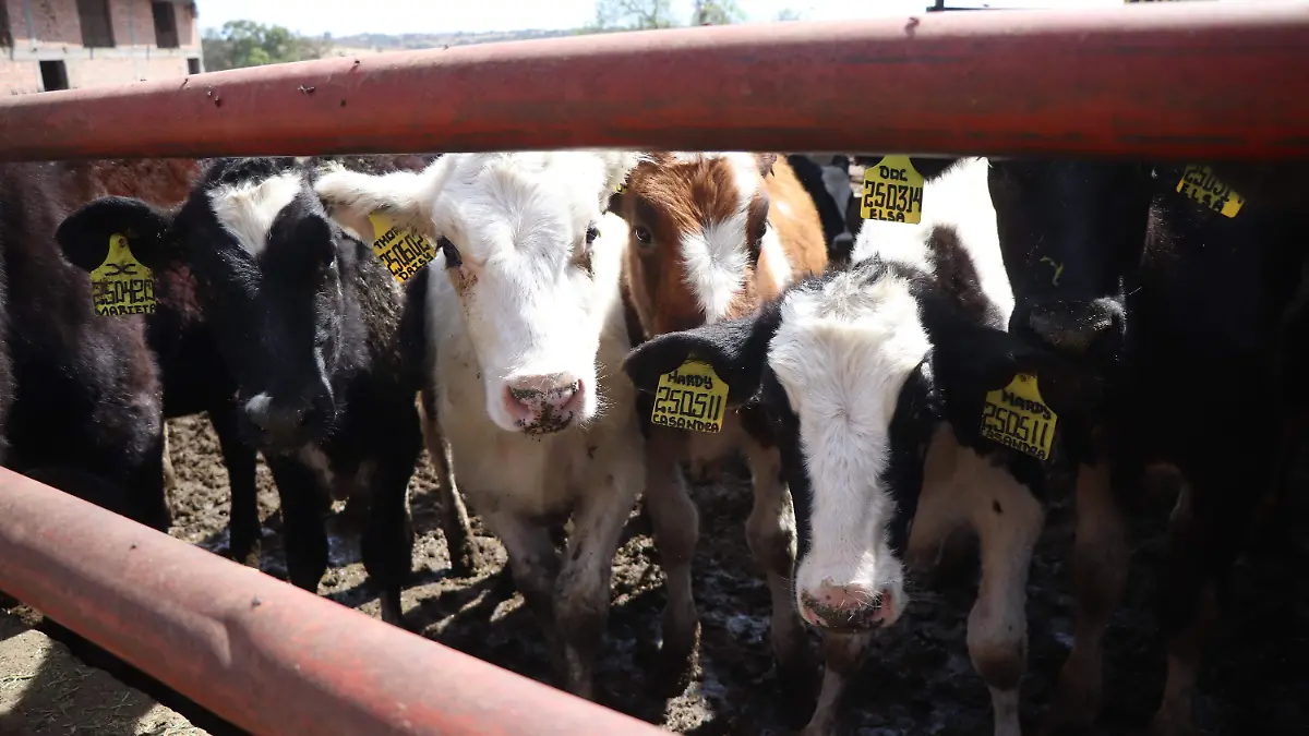 VACAS GANADO GUIA REEMO ARETESINIIGA (1)