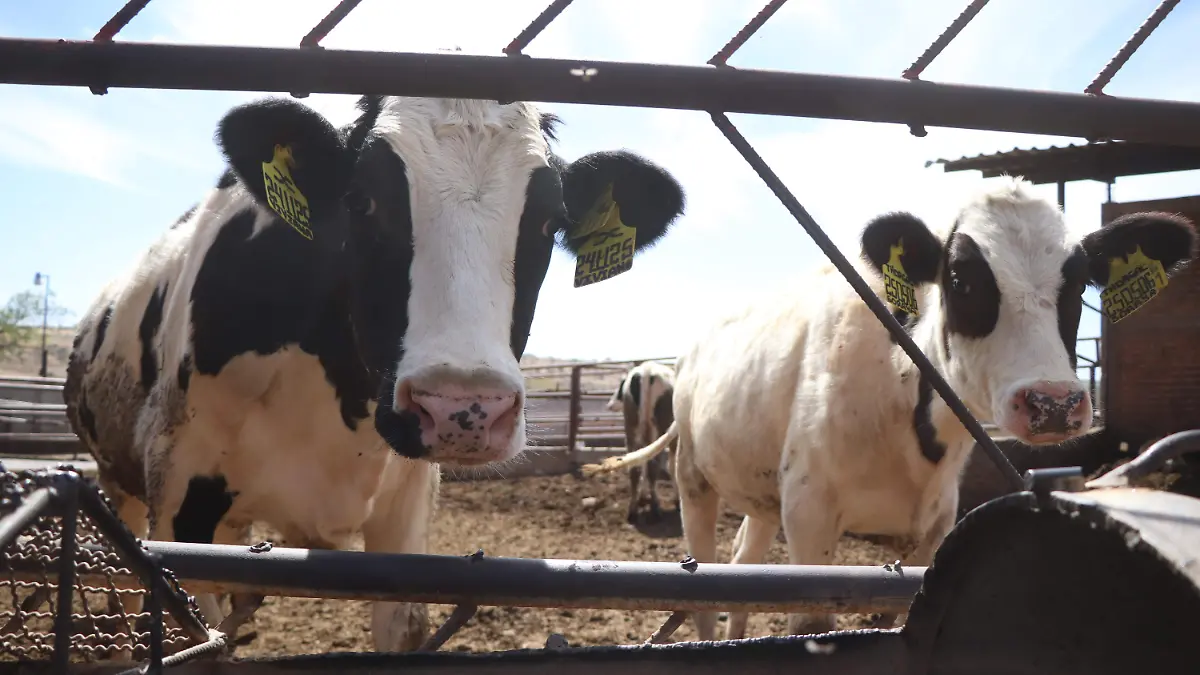 VACAS GANADO GUIA REEMO ARETESINIIGA (4)