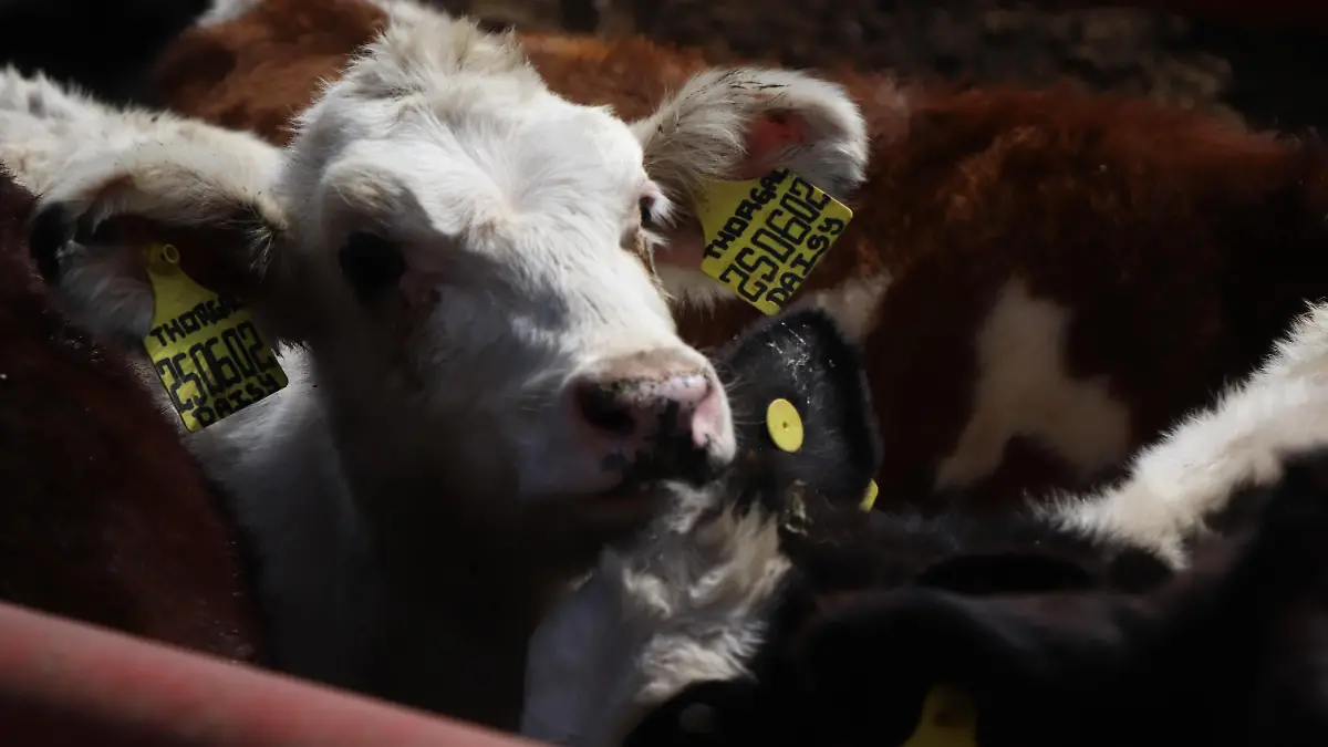 VACAS GANADO GUIA REEMO ARETESINIIGA (2)