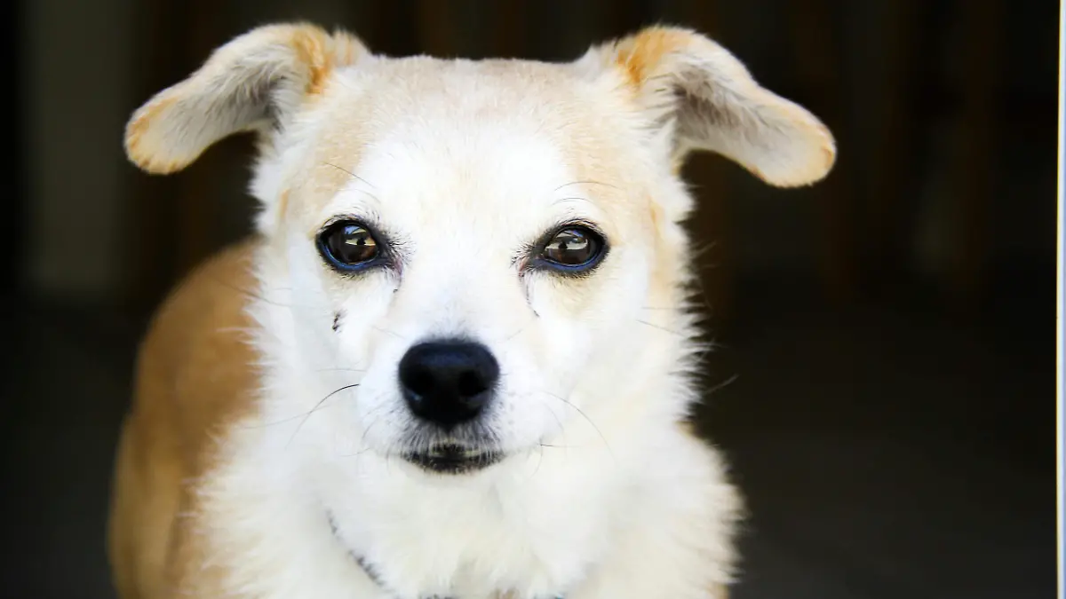 pexels-hannah-nelson-390257-1038335