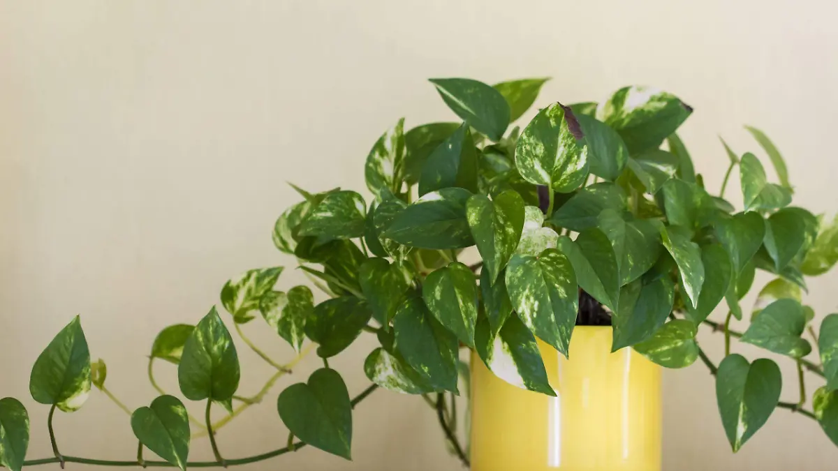 poto o potus manomanofuente