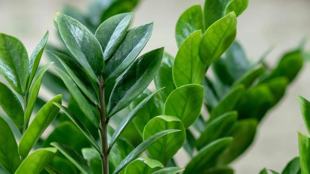 PLANTAS-BIENESTAR-OFICINA