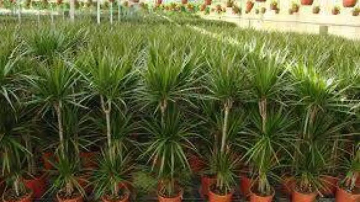 PLANTAS-BIENESTAR-OFICINA