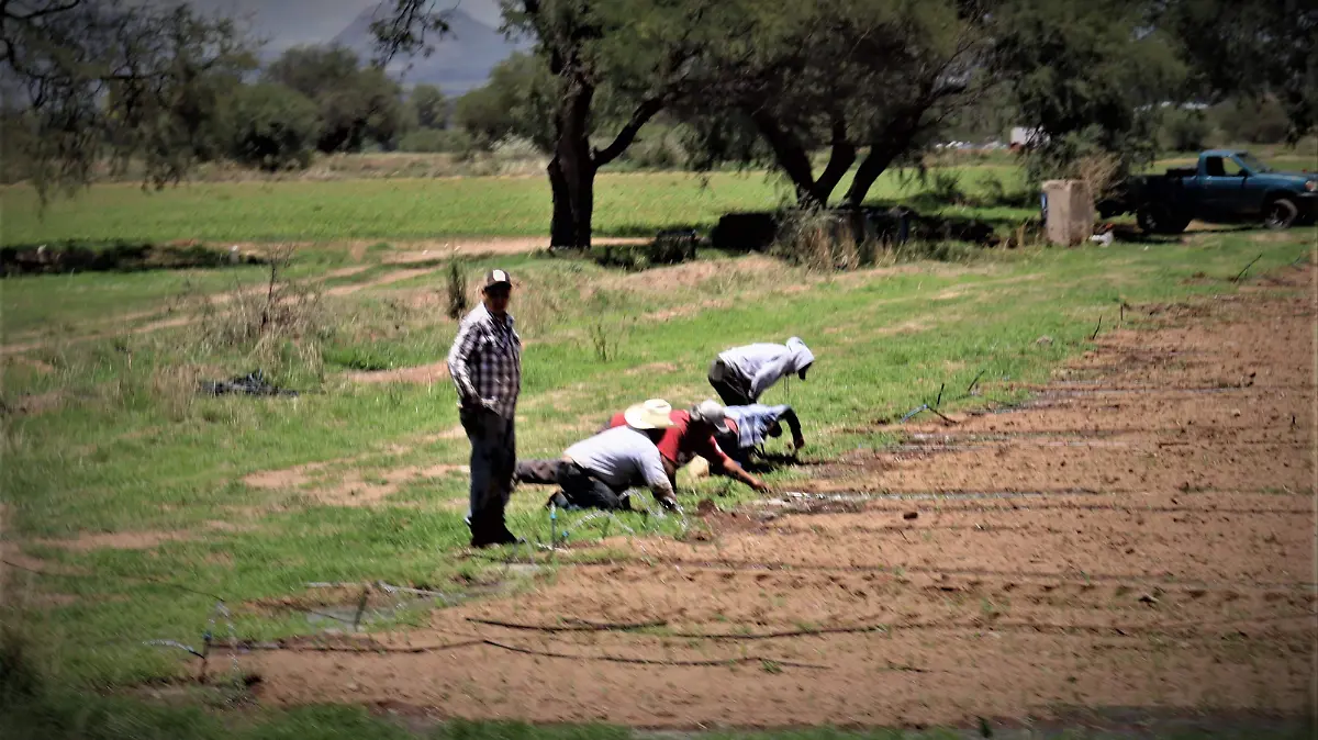 AJO NACIONAL, PRODUCTORES, AJO CHINO  (1)