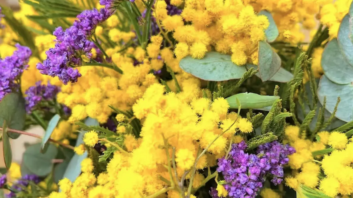 FLOR-MIMOSA-DÍA DE LA MUJER