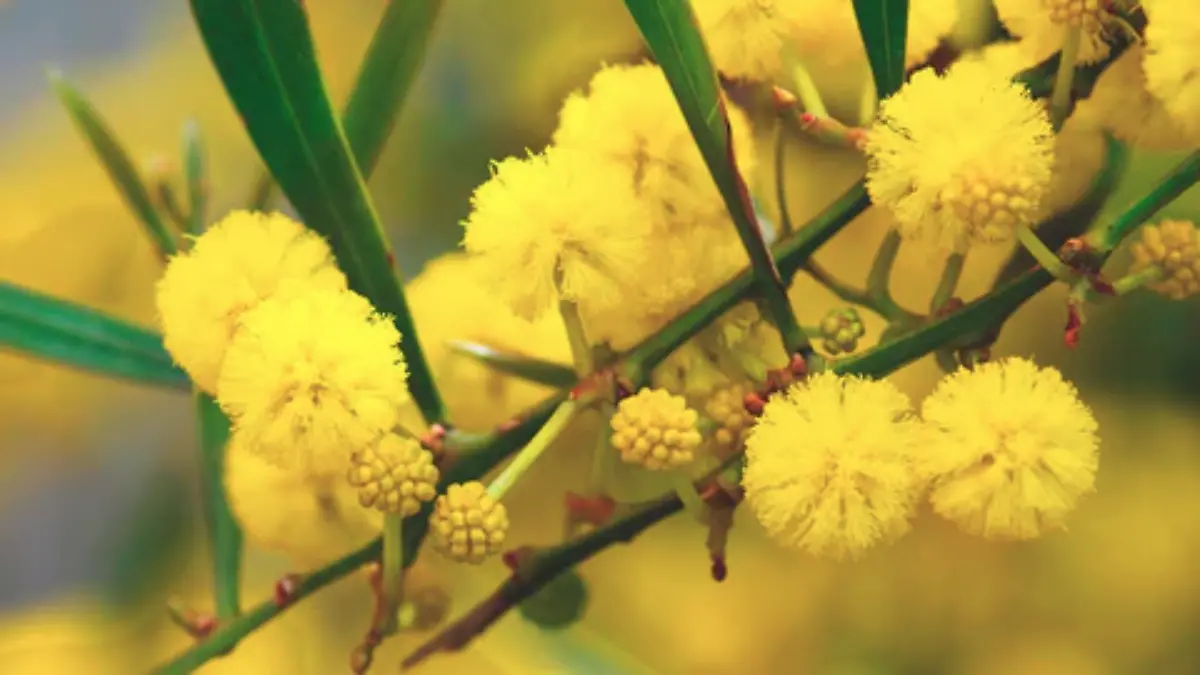 FLOR-MIMOSA-DÍA DE LA MUJER