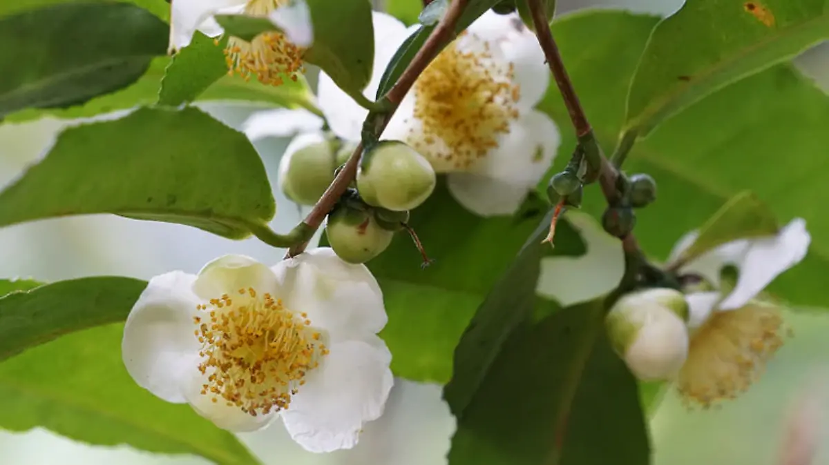 TÉ-POPULARIDAD-INGLES