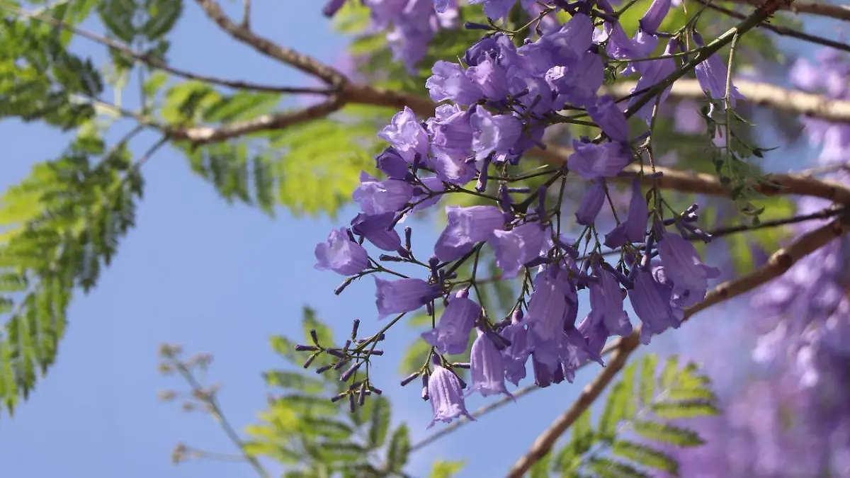 JACARANDAS-AGUASCALIENTES-PRIMAVERA