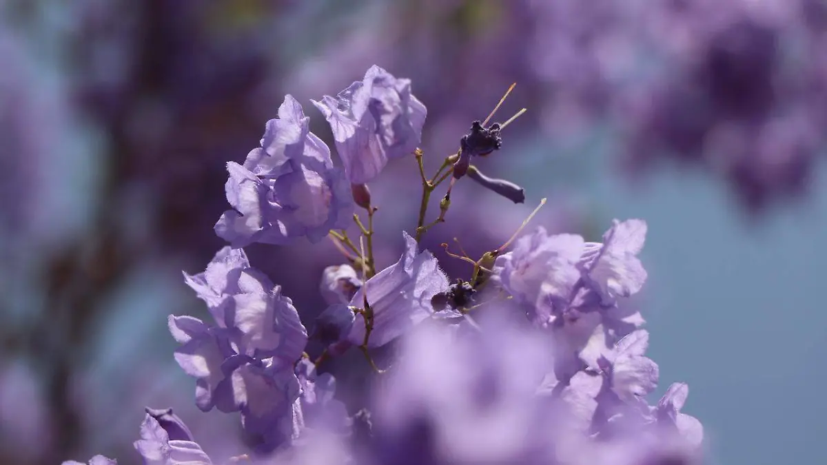 JACARANDAS-AGUASCALIENTES-PRIMAVERA
