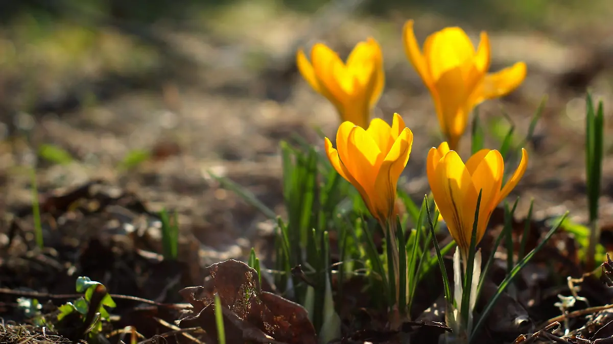 FELICIDAD-PRIMAVERA-CURIOSIDADES