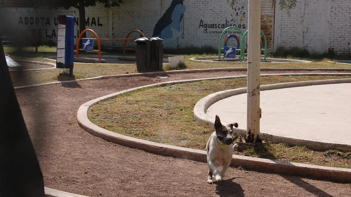 PARQUE_CANINO_MASCOTAS PASEANDO
