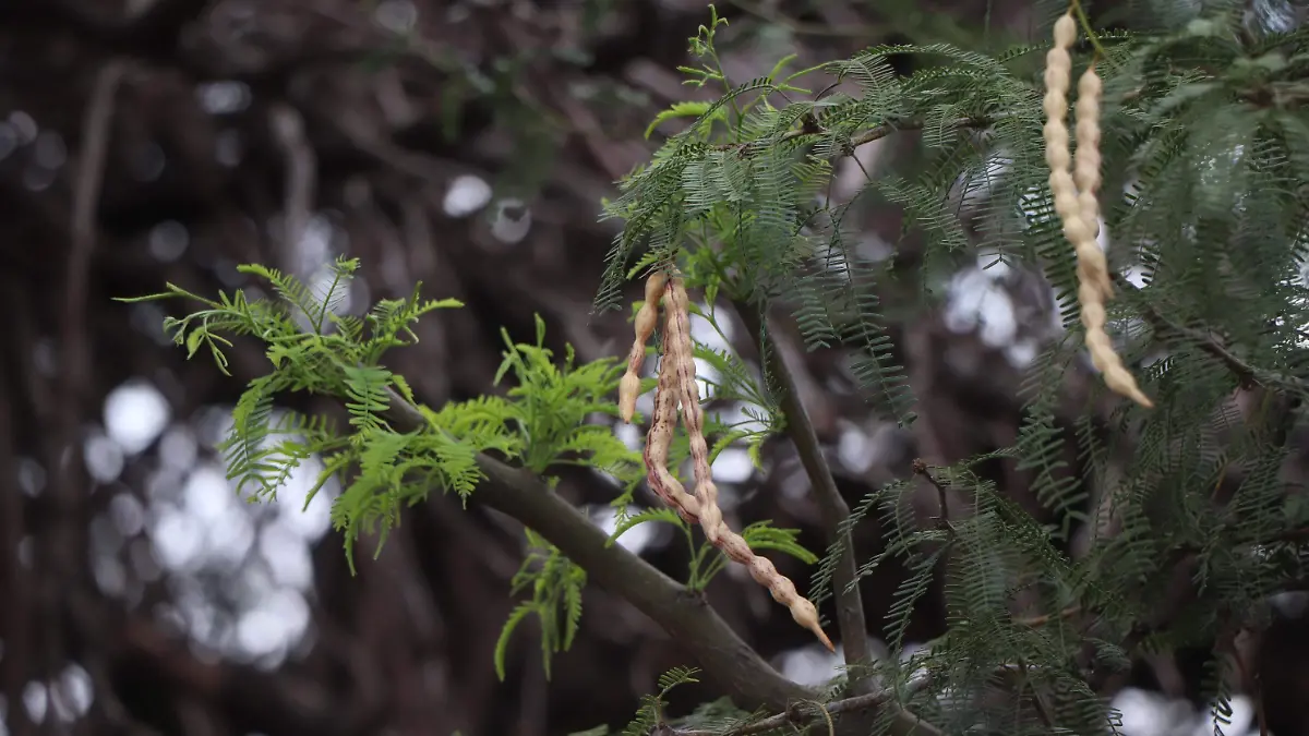 MEZQUITE-ARBOLES-ENDEMICOS