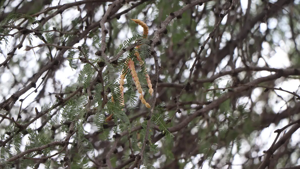 MEZQUITE-ARBOLES-ENDEMICOS