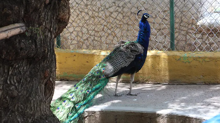 ANIMALES SILVESTRES (1)