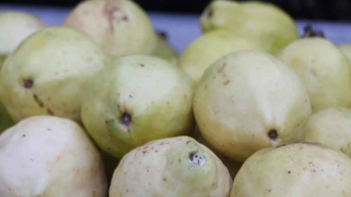 HUERTAS DE GUAYABA (1)