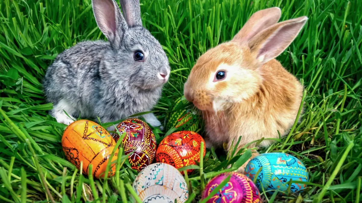 wmremove-transformed