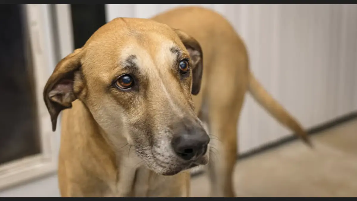 Captura de pantalla 2026-04-22 202144