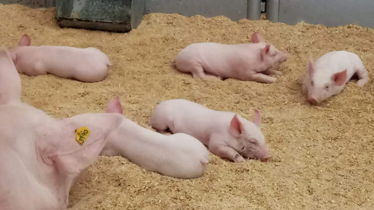 WhatsApp Image 2026-04-26 at 13.18.40 (1)