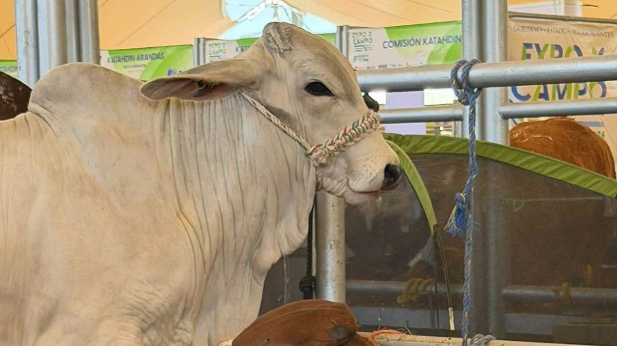 WhatsApp Image 2026-04-26 at 13.37.45