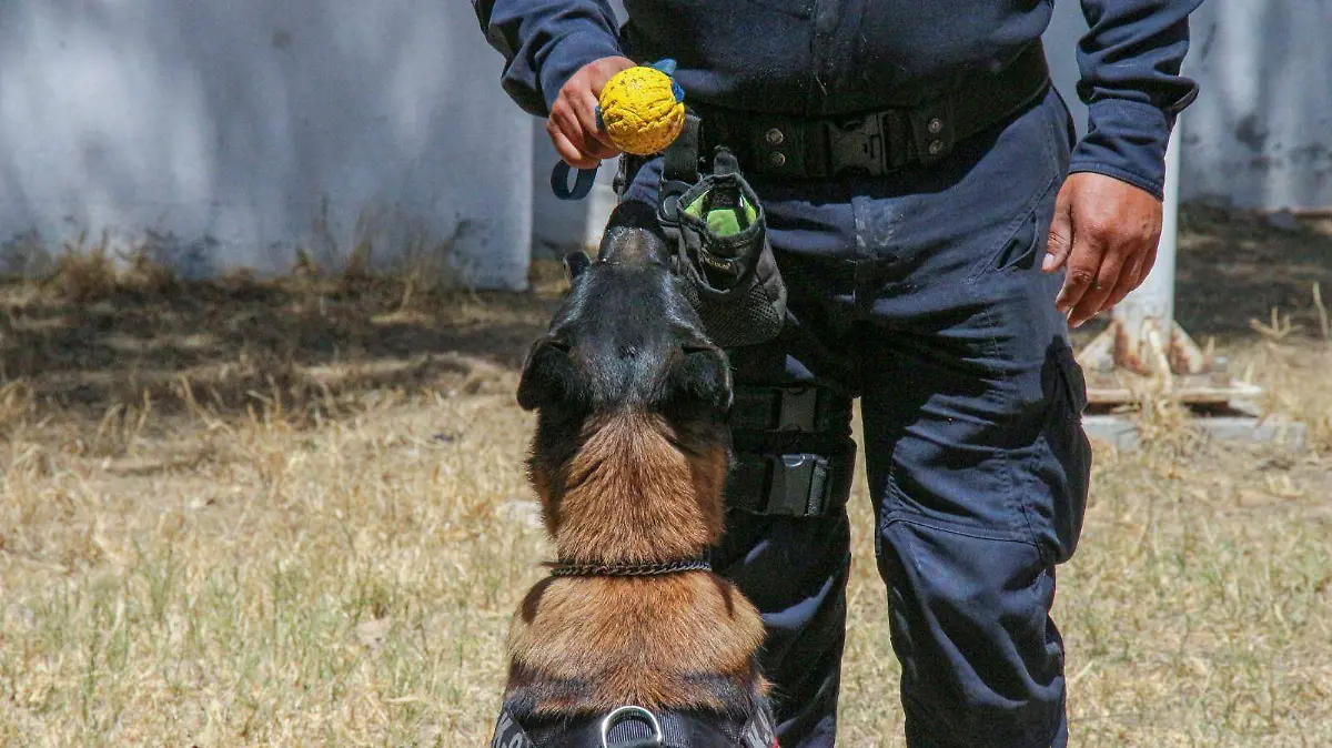 k9