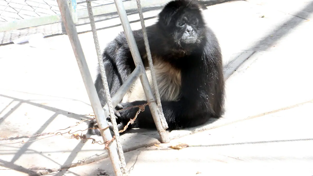 ANIMALES (3)