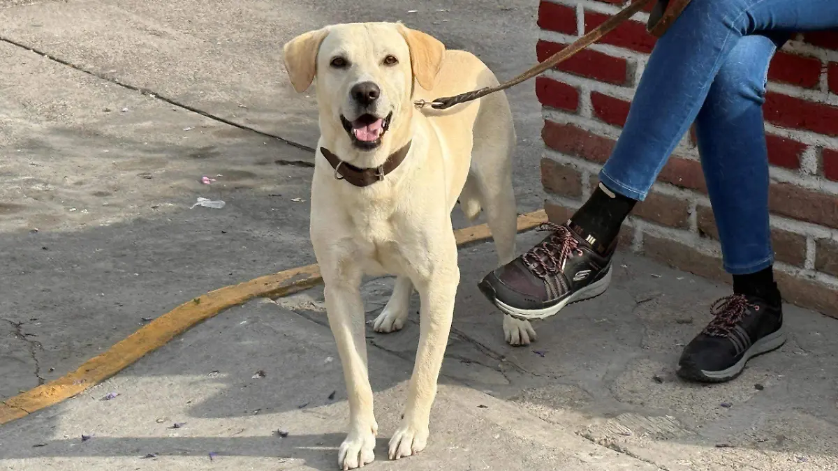 PERRO 1