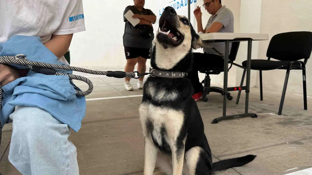 ESTERILIZACIONES-MASCOTAS-JORNADAS