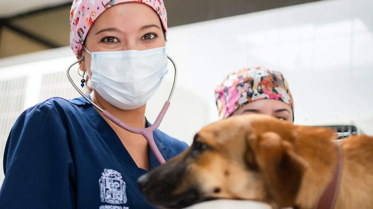 VETERINARIO 1