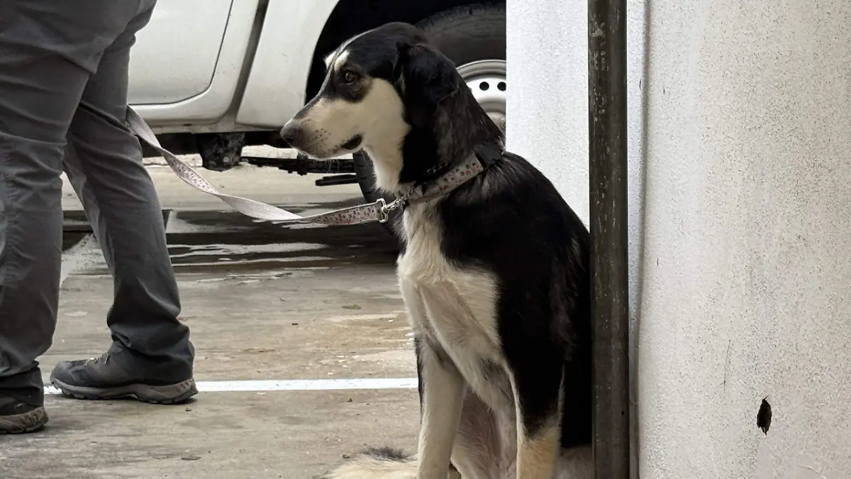 MASCOTA 1