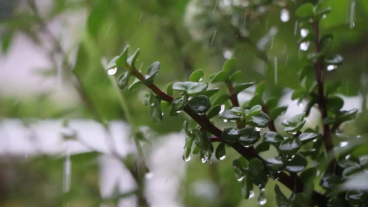 PLANTAS EN LLUVIA (2)