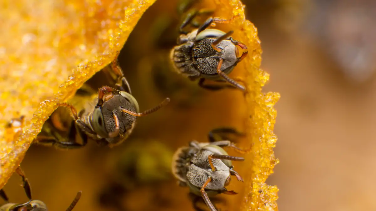 Where-do-Vulture-Bees-live-1-1024x683