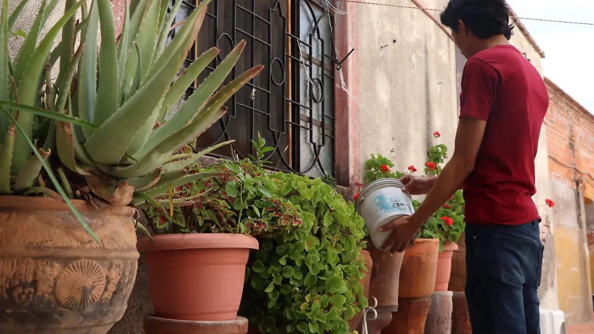 PLAGAS-PLANTAS-CUIDADOS