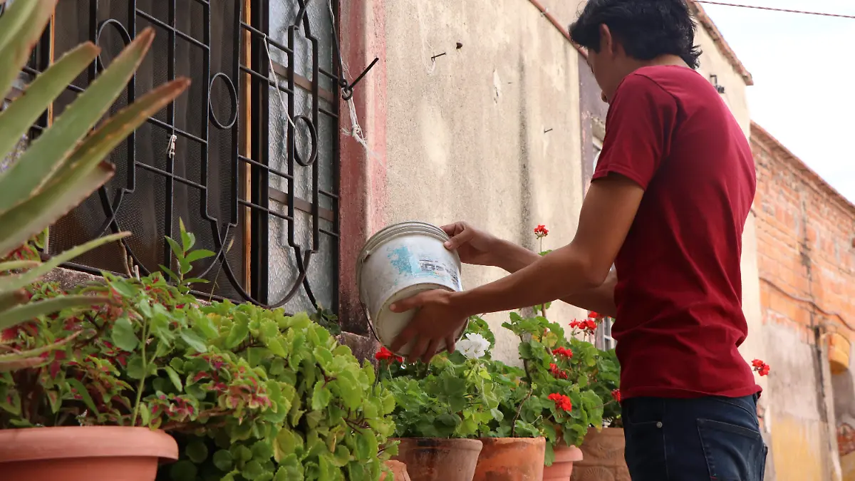 PLAGAS-PLANTAS-CUIDADOS