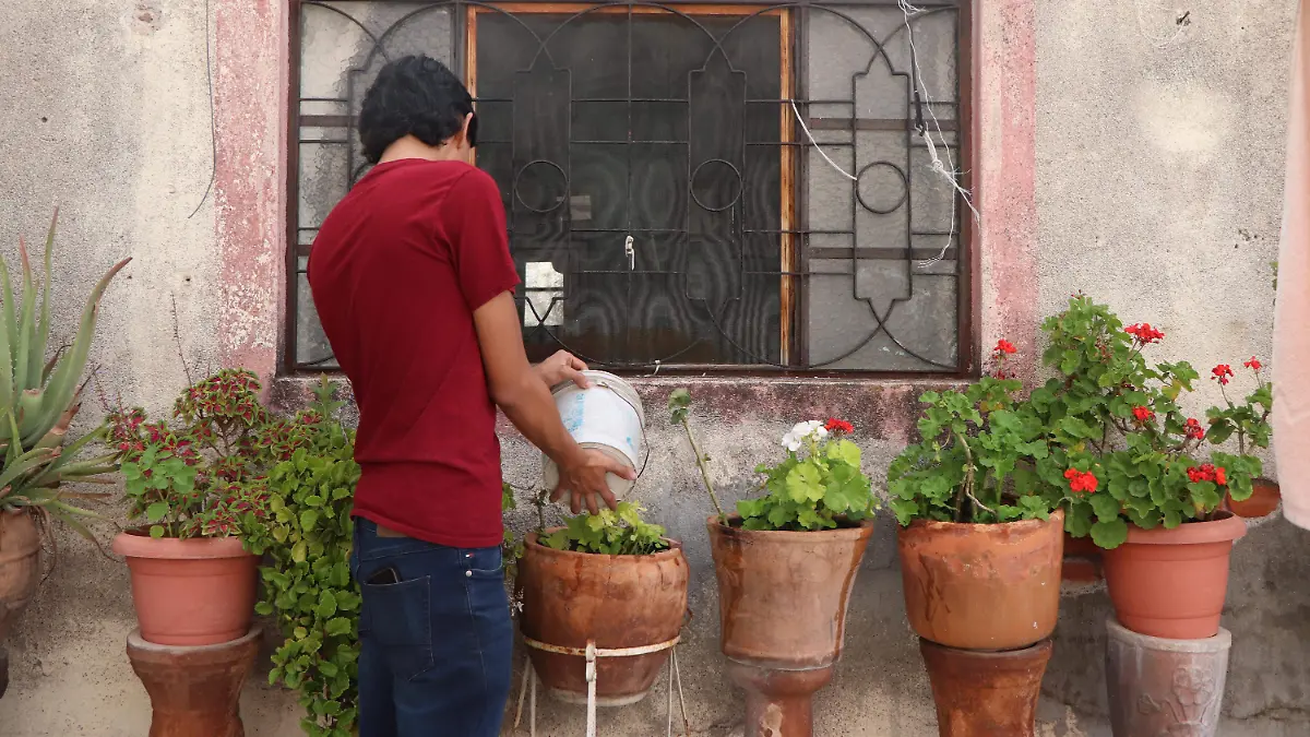 PLAGAS PLANTAS (3)
