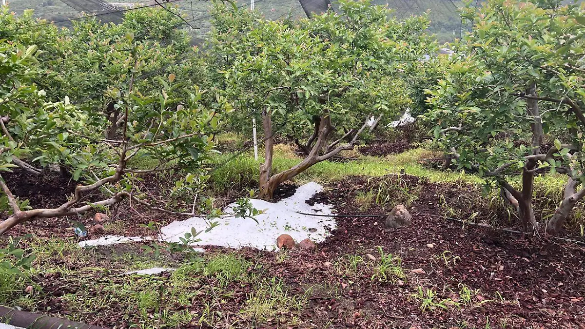 GUAYABA (2)