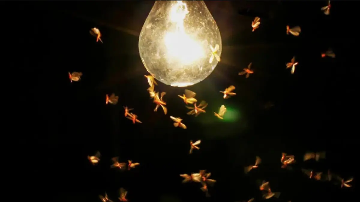 Captura de Pantalla 2026-05-28 a la(s) 14.25.16