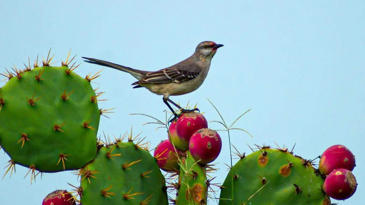 jardón botánico clavijero