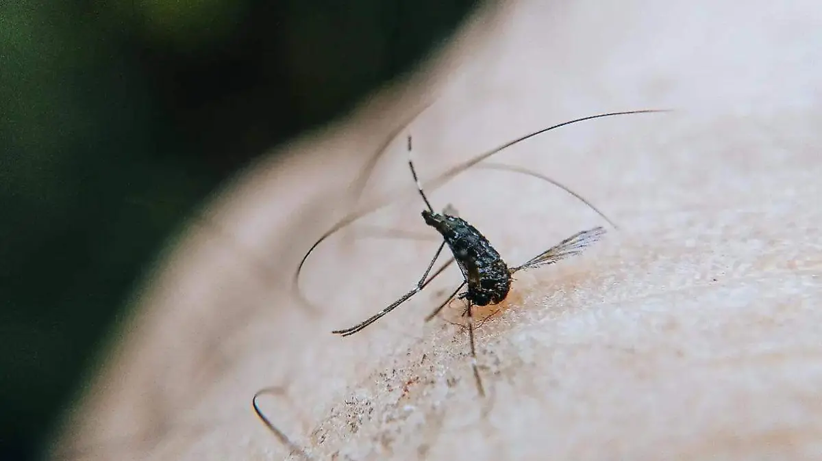 MOSQUITO DENGUE (1)