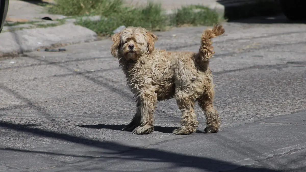 PERROS DE LA CALLE (3)