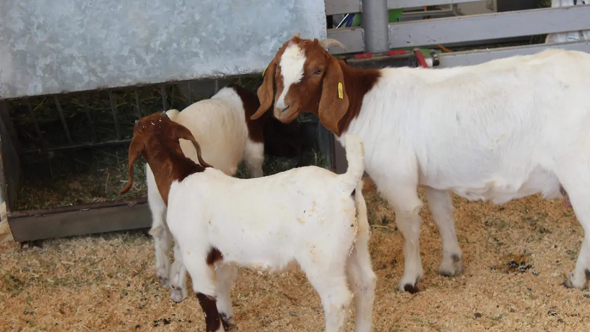 GANADO CABRAS  (21)
